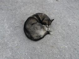 rolled up Husky Dog lays on ground