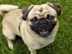 thoroughbred pug-dog on green grass close up