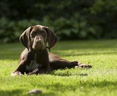 Puppy German Pointer