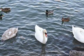 swans and ducks on the pond
