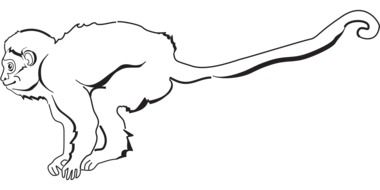 Monkey Tail drawing