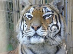 tiger like a mammal