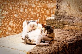 cute Kitten Pair snuggle