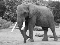 Elephant, Black And White photo