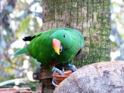 green eclectus parrot in the zoo