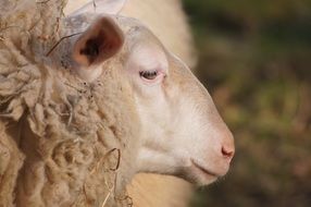 profile portrait of a domestic farm sheep
