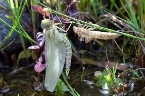 Dragonfly Birth Vacuum