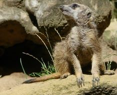 cute mongoose in wildlife