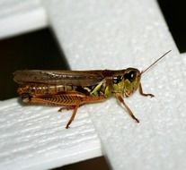 small red and green Grasshopper