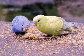 blue and yellow small parrots