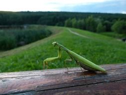 green praying mantis is sitting on a wooden log