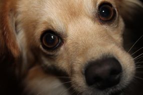 hybrid puppy close up