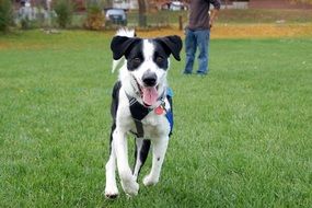 black and white puppy runs in the park