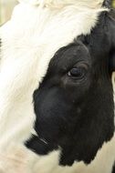 part of Black and White Cow head close up