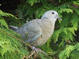 White pigeon sits on the tree