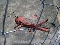 red and grey grasshopper on wire grid