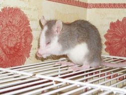 domestic rat on the cage