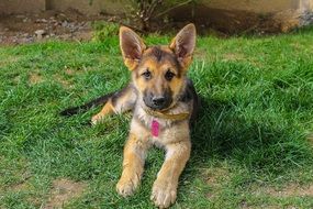 puppy german shepherd lies on the green grass