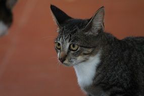stopped domestic cat