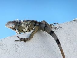 Chameleon lizard in nature