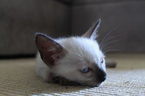 sleepy young cat close-up on blurred background