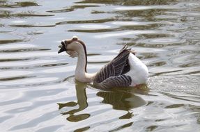 goose on the lake