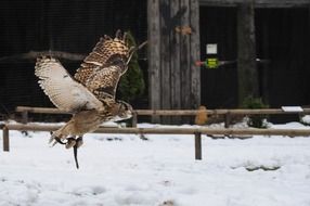 wonderful Owl Bird