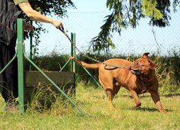 Training Bordeaux Mastiff on the grass