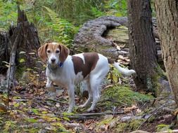 beagle dog