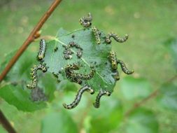 caterpillars eating birch leaf
