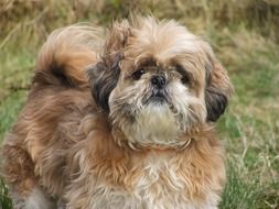 Shih Tzu is an ancient breed of dog