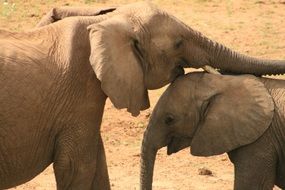 elephants in wild safari
