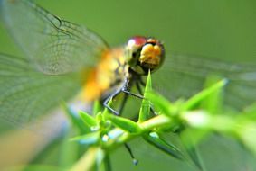 macro picture of eyes of Dragonfly