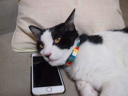 Cat and Phone