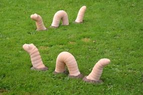 Earthworm Snake