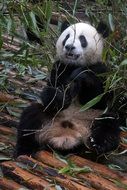 cute giant panda in wildlife