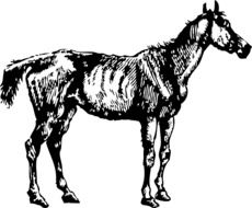 graphic image of a horse