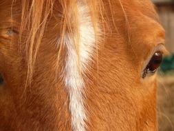 photo of the eye of the red horse