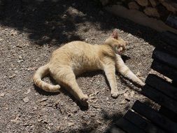 red Cat Sleeps at Sun