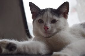 white cat lies near the window