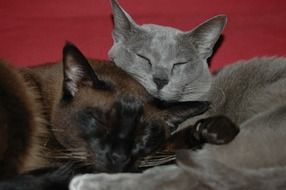 black and grey cats sleeping together