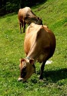 grazing cows in summer