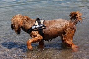 incredible Dog Water