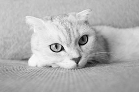 black and white photo of a white cat in bed