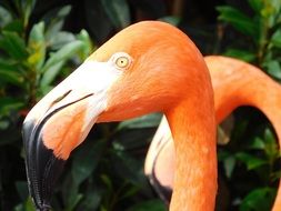 Flamingo birds in the wildlife