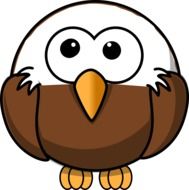 Bald Eagle, Young Bird as an illustration