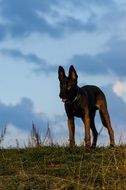 young malinois dog