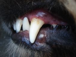 Teeth of the dog