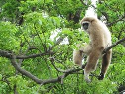monkey on a tree branch in the jungle
