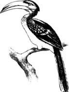 Yellow Billed monochrom drawing